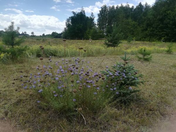 Wysoka, gmina Bliżyce