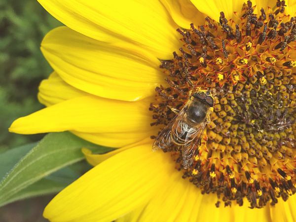 Natura w Złotym Potoku