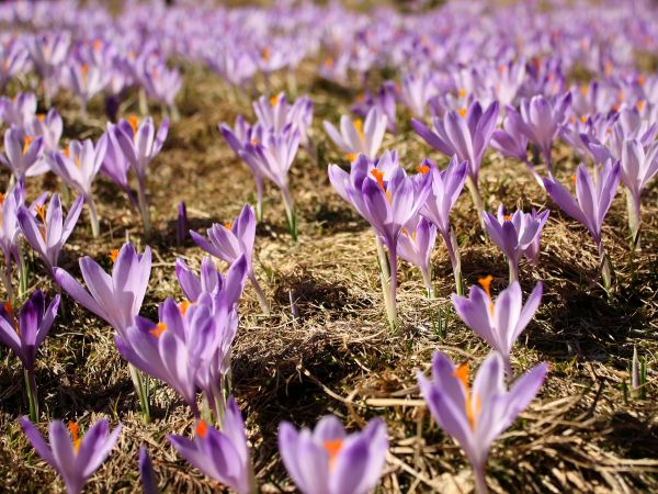 Krokusy na Polanie Kalatówki