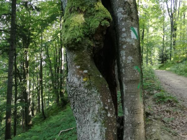 Bieszczadzka przyroda ,zielony szlak na Korbanie