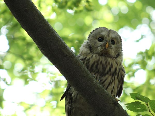 Leśny Park Niespodzianek