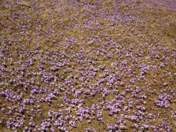 Krokusy na Polanie Kalatówki