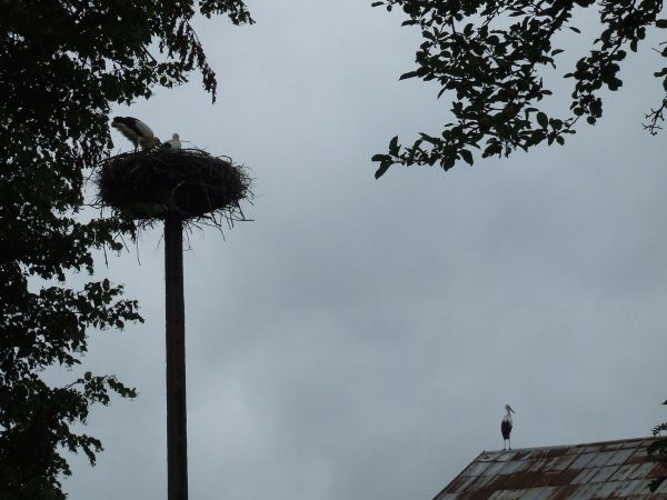 bociany w Tajnie 2016