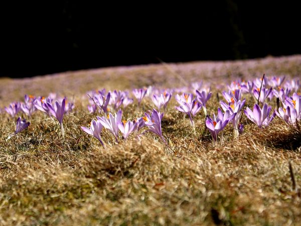 Krokusy na Polanie Kalatówki