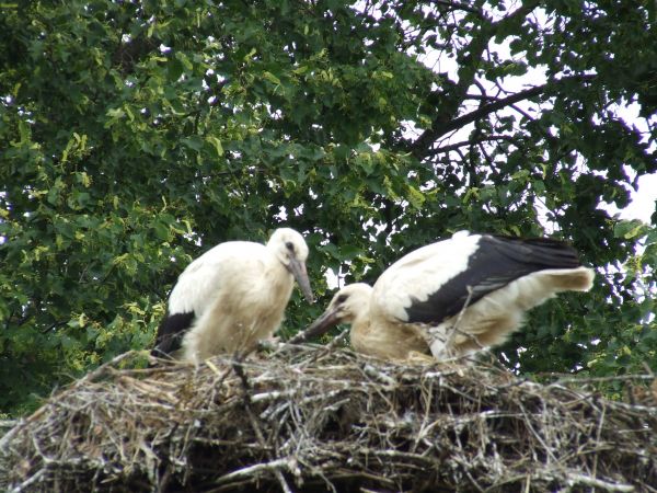 bociany w Tajnie 2016