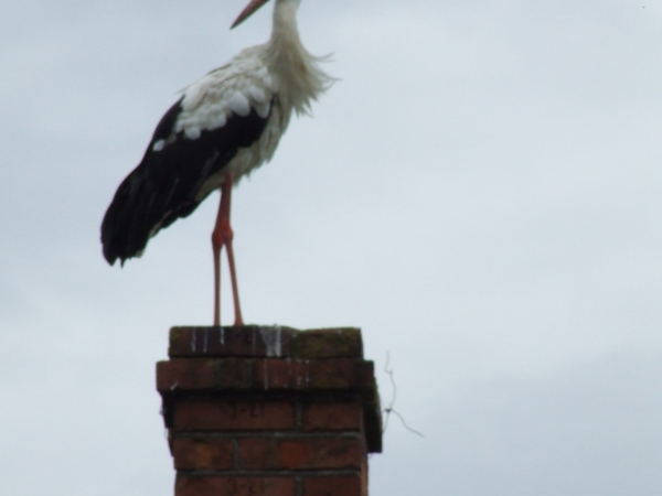 bociany w Tajnie 2016