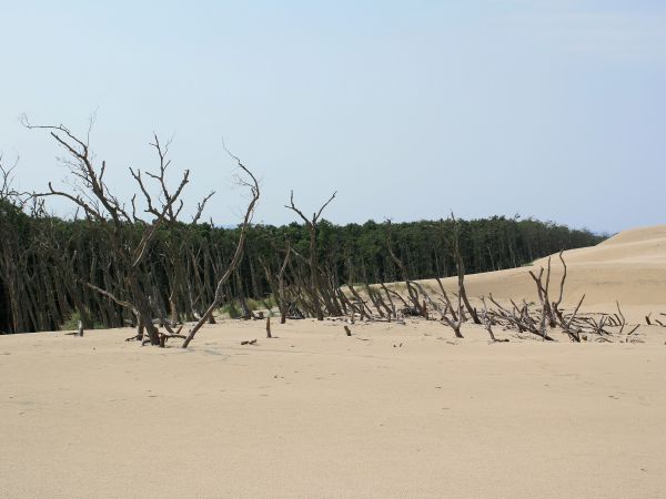 Ruchome wydmy - martwy las