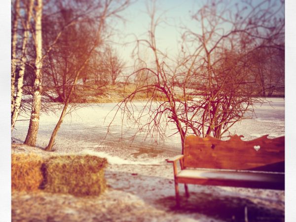 Gniazdo w Felicjanowie - Felicjanów Historie