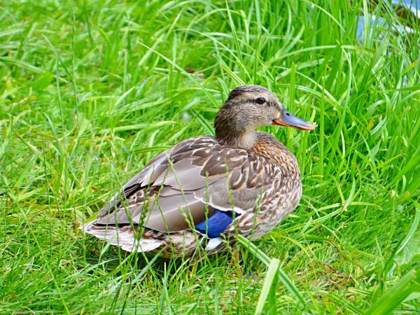 Kaczka w Złotym Potoku- przy stawie Irydion