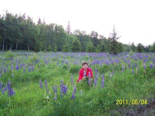 Łąki w Rudawach Janowickich
