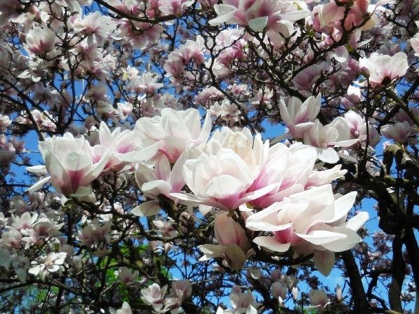 Wycieczka z Kingą; zwiedzanie zamku w Łańcucie 20.04.2018