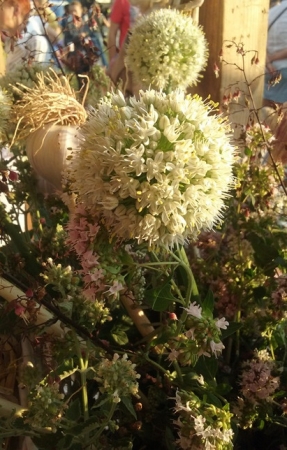 Bukiet z czosnku dodowskiego