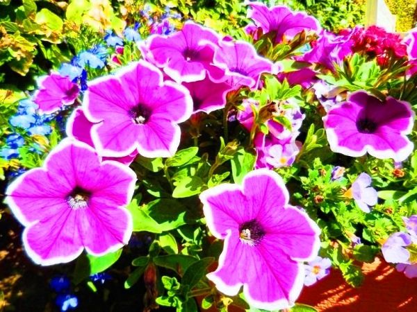 Fascynujące Ogrody Botaniczne w Dobrzycy 20.06.2018