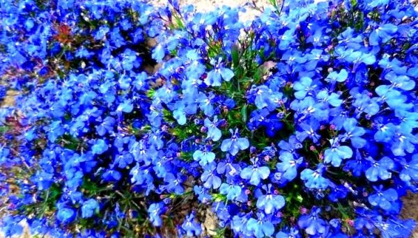 Fascynujące Ogrody Botaniczne w Dobrzycy 20.06.2017_część II