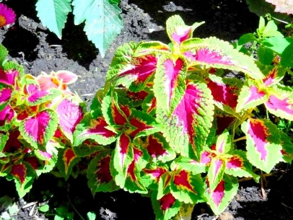 Fascynujące Ogrody Botaniczne w Dobrzycy 20.06.2017_część II