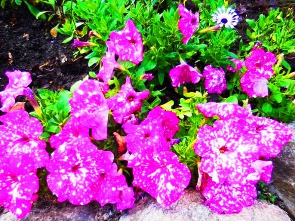 Fascynujące Ogrody Botaniczne w Dobrzycy 20.06.2018