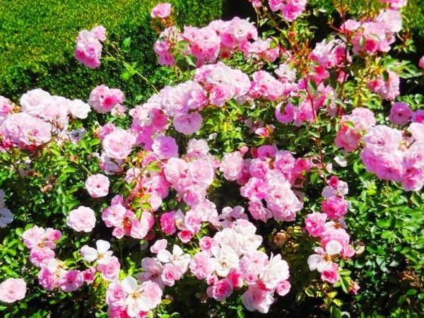 Fascynujące Ogrody Botaniczne w Dobrzycy 20.06.2017_część II