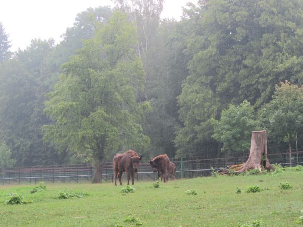 Teren Pokoje Gościnne BPN,Rezerwat pokazowy BPN