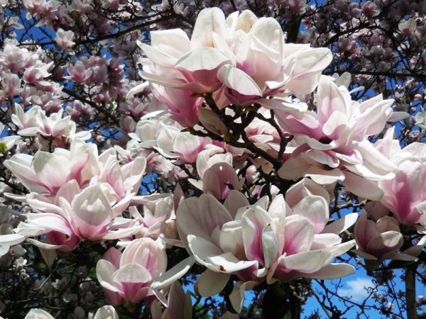 Wycieczka z Kingą; zwiedzanie zamku w Łańcucie 20.04.2018