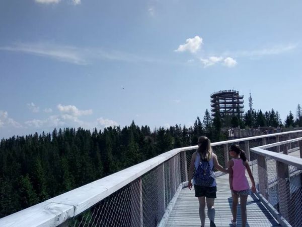 spacer w koronach drzew.