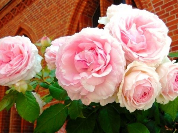 Fascynujące Ogrody Botaniczne w Dobrzycy 20.06.2018