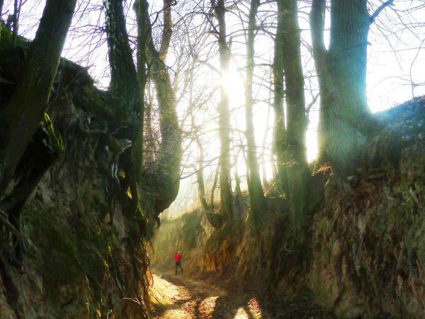 Wąwóz korzeniowy w Kazimierzu Dolnym