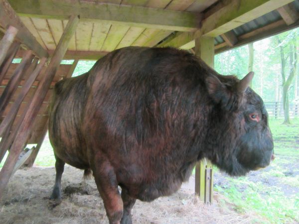 Teren Pokoje Gościnne BPN,Rezerwat pokazowy BPN