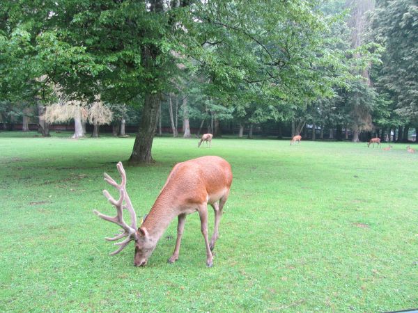 Teren Pokoje Gościnne BPN,Rezerwat pokazowy BPN