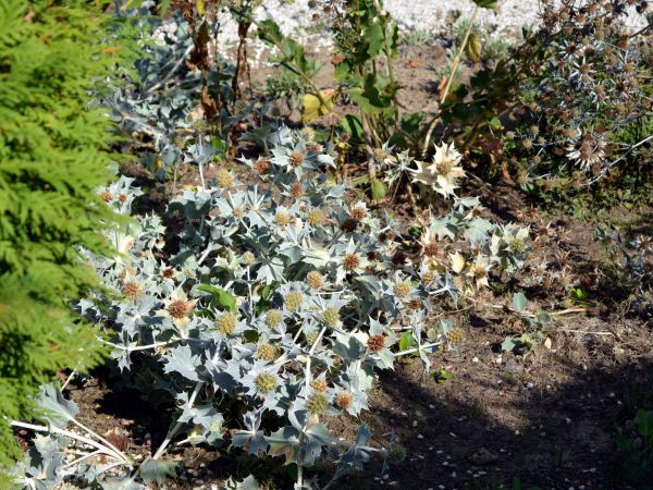 Mikołajek nadmorski i Pensjonat Mikołaj