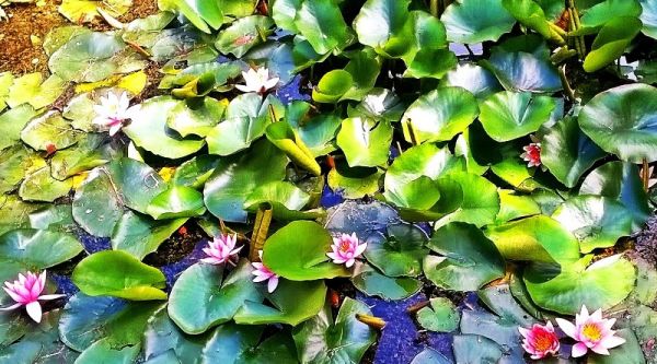 Fascynujące Ogrody Botaniczne w Dobrzycy 20.06.2017_część II