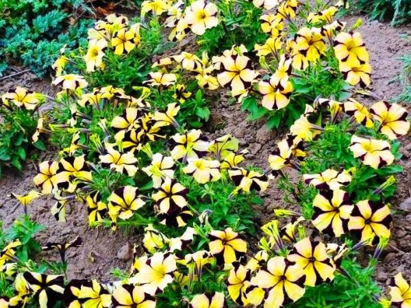 Fascynujące Ogrody Botaniczne w Dobrzycy 20.06.2017_część II