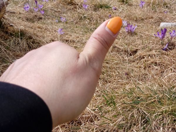 Polowanie na krokusy ;)