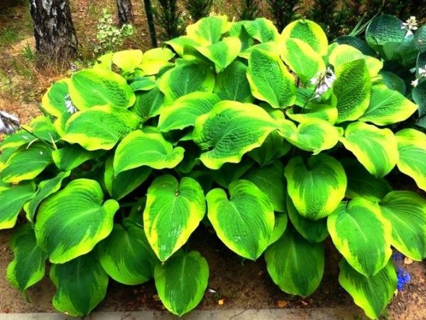 Fascynujące Ogrody Botaniczne w Dobrzycy 20.06.2017_część II