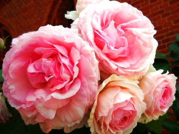 Fascynujące Ogrody Botaniczne w Dobrzycy 20.06.2018