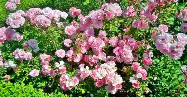 Fascynujące Ogrody Botaniczne w Dobrzycy 20.06.2018