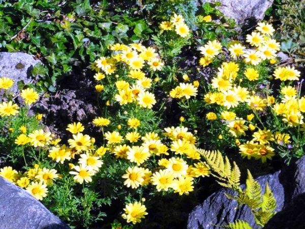 Fascynujące Ogrody Botaniczne w Dobrzycy 20.06.2018