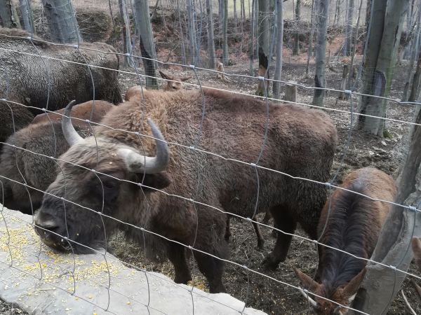 Ustroń Leśny Park Niespodzianek