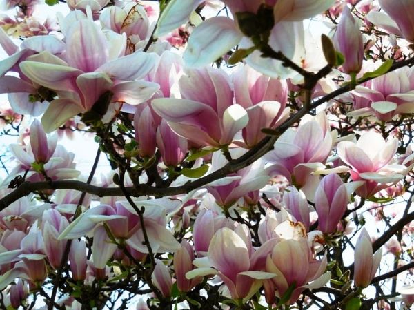 Wycieczka z Kingą; zwiedzanie zamku w Łańcucie 20.04.2018