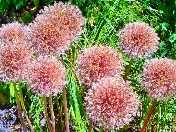 Fascynujące Ogrody Botaniczne w Dobrzycy 20.06.2018