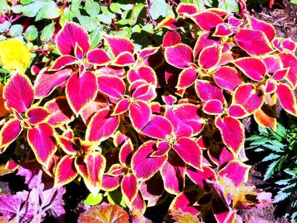 Fascynujące Ogrody Botaniczne w Dobrzycy 20.06.2017_część II