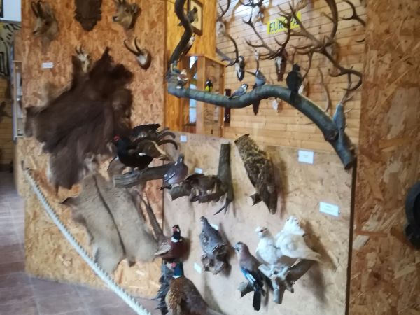 Ustroń Leśny Park Niespodzianek