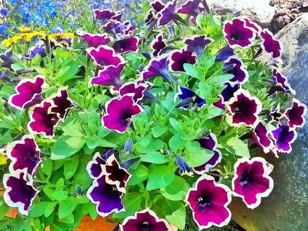 Fascynujące Ogrody Botaniczne w Dobrzycy 20.06.2018