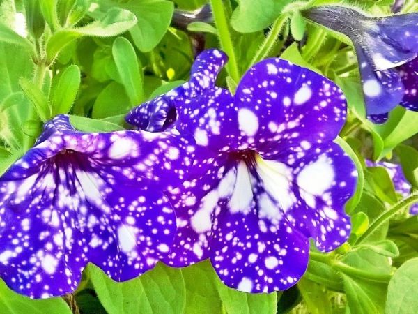 Fascynujące Ogrody Botaniczne w Dobrzycy 20.06.2018