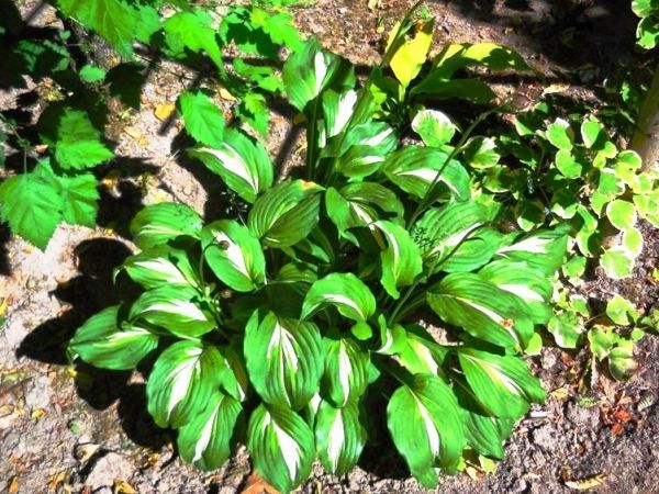 Fascynujące Ogrody Botaniczne w Dobrzycy 20.06.2018
