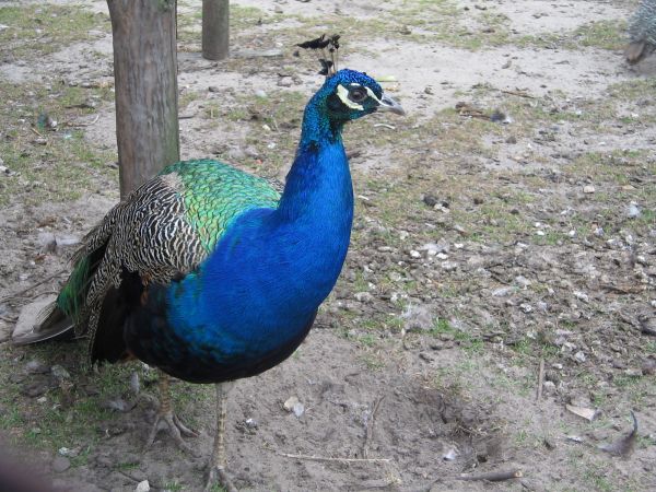 Ptaszarnia w Krasnobrodzie