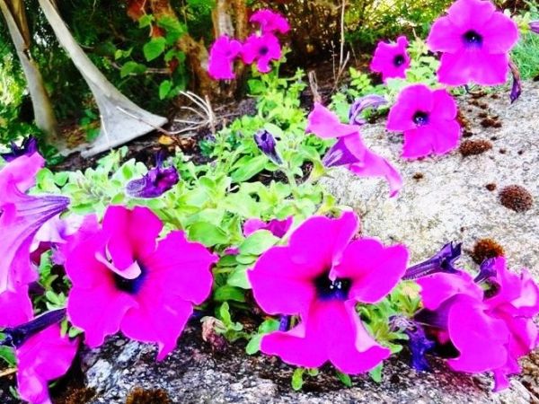 Fascynujące Ogrody Botaniczne w Dobrzycy 20.06.2018