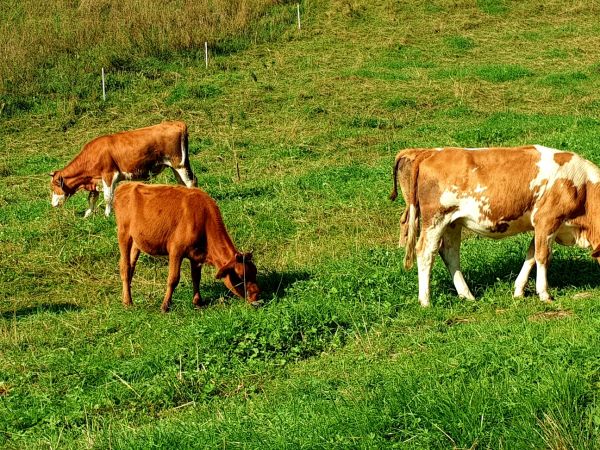 Domek pod żabią strugą