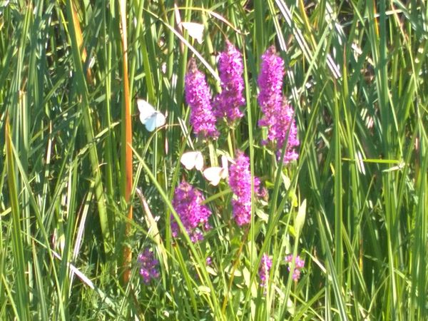 Dolina Płoni - Park Kulturowo-Krajobrazowy Źródliskowa Dolina Płoni