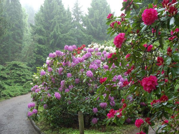 Ogród Dendrologiczny Przelewice