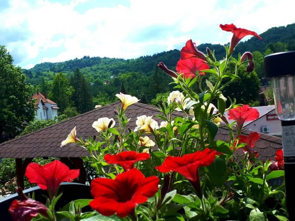 Wokół domku u Pani Lucynki